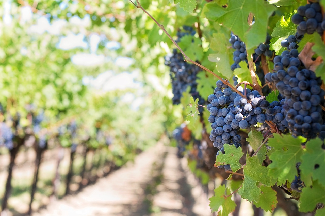 Grappes de raisin sur la vigne